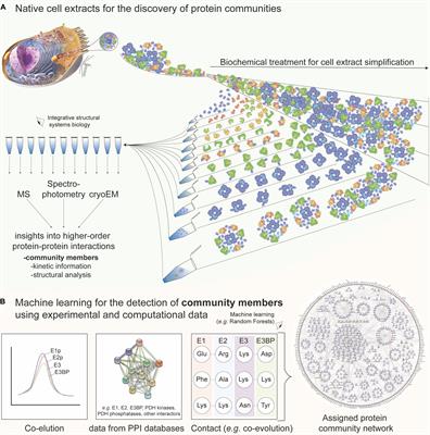 Detecting Protein Communities in Native Cell Extracts by Machine Learning: A Structural Biologist’s Perspective